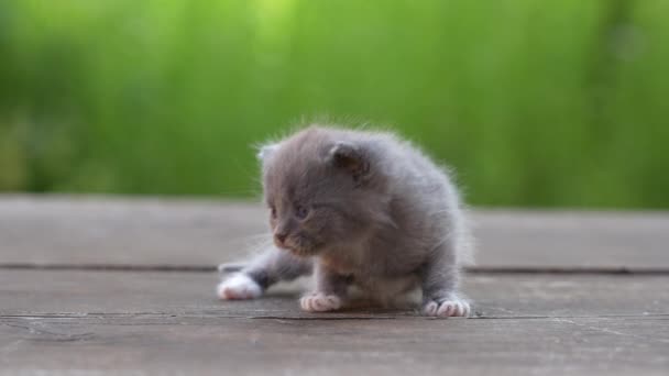 Kleine Pasgeboren Grijze Kitten Wachten Kat Leuke Grappige Huisdieren Dicht — Stockvideo
