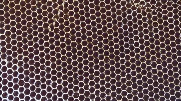 Closeup Honeycomb Honey Rotates Background Texture Pattern Section Wax Honeycomb — 图库视频影像