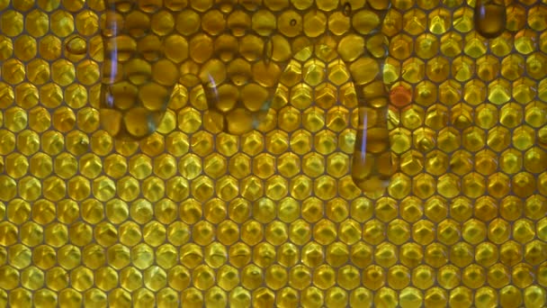 Transparent Honey Flowing Surface Honeycombs Closeup Honeycomb Honey Background Texture — Stockvideo