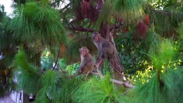 Giovani Scimmie Selvatiche Albero Conifere Nella Foresta Pluviale Vicino Alla — Video Stock