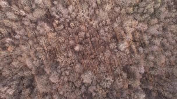 Αεροφωτογραφία Του Τοπίου Του Φθινοπώρου Δάσος Ηλιόλουστη Μέρα Φυσικό Υπόβαθρο — Αρχείο Βίντεο