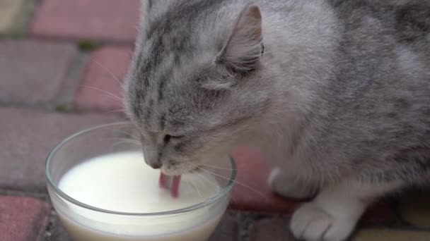 Söt Liten Grå Katt Dricka Mjölk Från Glas Skål Utomhus — Stockvideo