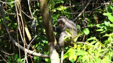 Da Nang, Vietnam yakınlarındaki yağmur ormanlarında vahşi maymun ailesi. Vahşi maymunlar doğada