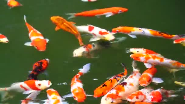 Group Koi Jinli Nishikigoi Brocaded Carp Fish Colored Varieties Amur — Stok video