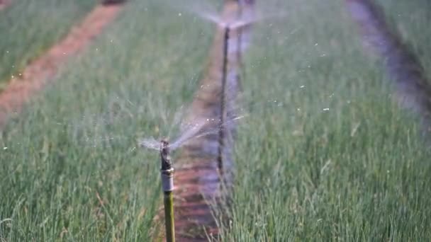 Großaufnahme Des Gießens Grüner Zwiebeln Garten Wassertropfen Einem Vegetarischen Dorf — Stockvideo