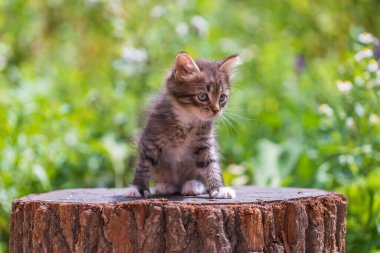 Cute kitten are waiting for the cat. Funny home pets. Close up domestic animal. Kitten at two month old of life on nature, outdoors