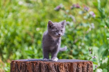 Küçük gri kedi yavrusu kediyi bekliyor. Şirin, komik ev hayvanları. Evcil hayvanı kapatın. Yavru kedi iki aylık doğada, açık havada.