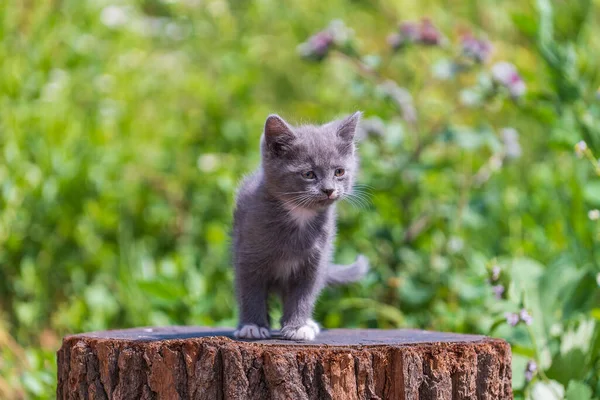 小灰猫在等猫 有趣的家养宠物 把家畜关起来 2个月大的小猫生活在大自然中 — 图库照片