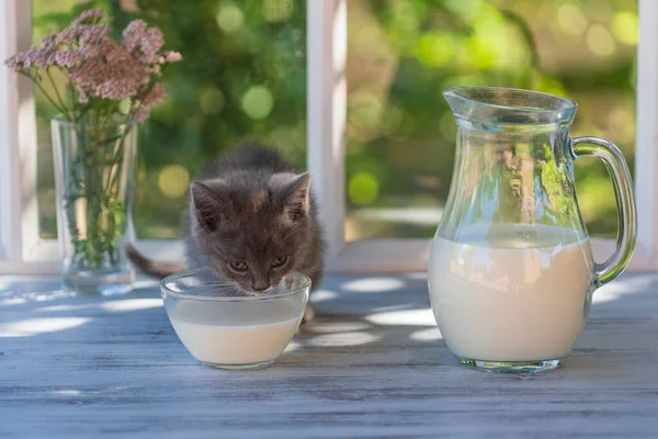 Gray Little Kitten Eats Milk Food Glass Bowl Windowsill Window — стоковое фото