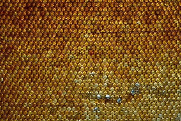 Closeup Honeycomb Honey Background Texture Pattern Section Wax Honeycomb Bee — Foto Stock