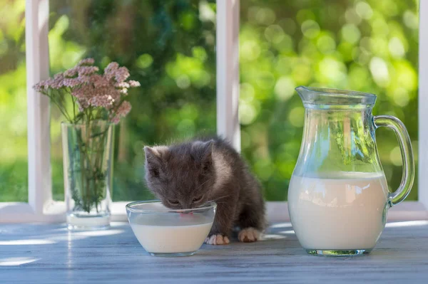 Gray Little Kitten Eats Milk Food Glass Bowl Windowsill Window — Stockfoto