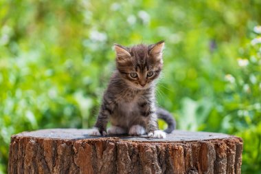 Cute kitten are waiting for the cat. Funny home pets. Close up domestic animal. Kitten at two month old of life on nature, outdoors