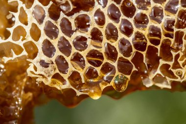 Bal damlıyor bal tarağından doğa arka planına, yakın çekim. Bal peteğinden damlayan kalın bal. Sağlıklı gıda konsepti