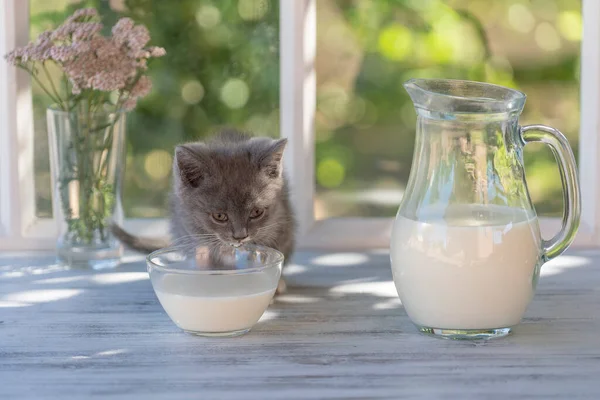 Gray Little Kitten Eats Milk Food Glass Bowl Windowsill Window — Stock Photo, Image