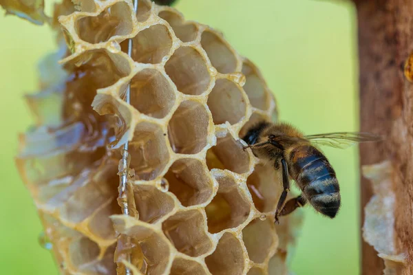 Včela Voštinách Makro Fotka Včely Produkují Čerstvé Zdravé Zlato Koncept — Stock fotografie