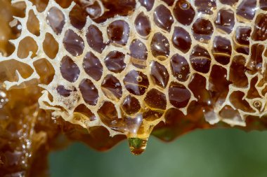 Bal damlıyor bal tarağından doğa arka planına, yakın çekim. Bal peteğinden damlayan kalın bal. Sağlıklı gıda konsepti