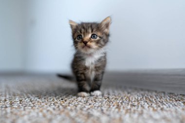 Yeni doğmuş küçük gri kedi yavrusu kediyi bekliyor. Şirin, komik ev hayvanları. Evcil hayvanı kapatın. Evde, evde bir aylık bir yavru kedi.