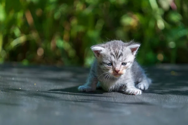 Anak Kucing Abu Abu Yang Baru Lahir Sedang Menunggu Kucingnya — Stok Foto