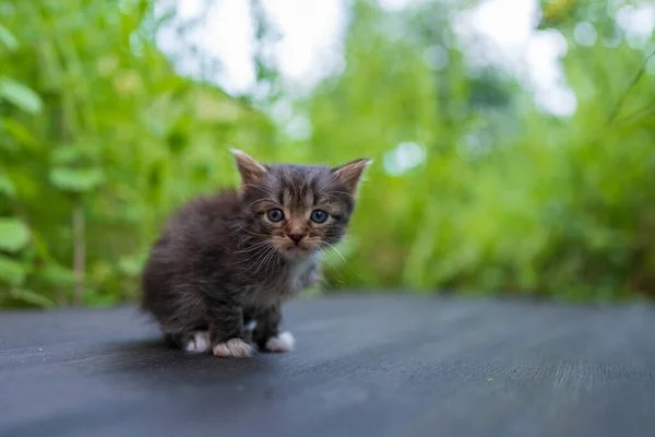 Little Newborn Gray Kitten Waiting Cat Cute Home Pets Close — Foto de Stock