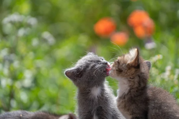 Little kittens in the garden. Cute funny home pets. Close up domestic animal. Kitten at two month old of life on nature, outdoors