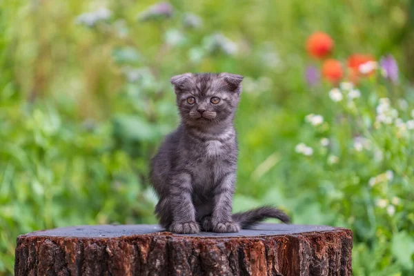 Little Gray Kitten Waiting Cat Cute Funny Home Pets Close — Stock Photo, Image