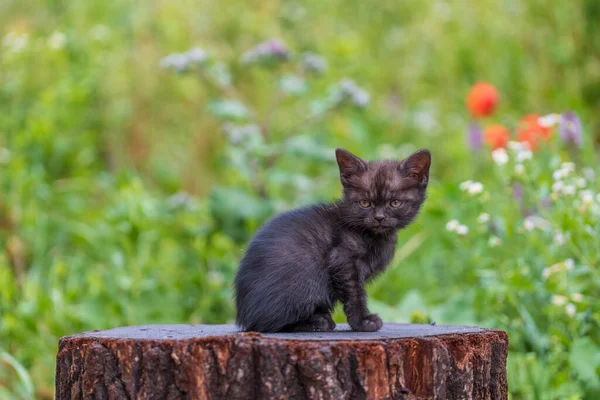 Little Black Gray Kitten Waiting Cat Cute Funny Home Pets — 스톡 사진