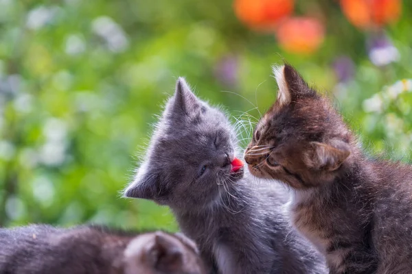 Little kittens in the garden. Cute funny home pets. Close up domestic animal. Kitten at two month old of life on nature, outdoors