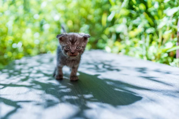 新生的小灰猫在等猫 有趣的家养宠物 把家畜关起来 1个月大的小猫生活在大自然中 — 图库照片