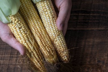 Raw sweet corn in man hand. Top view, close up, copy space . Healthy food concept