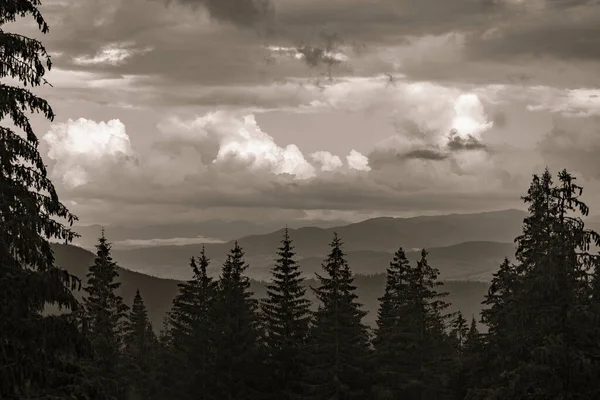 Fir Trees Background Carpathian Mountains Summer Ukraine Europe Black White — Stockfoto