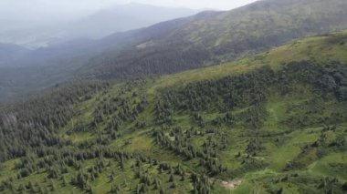 Green forest with firs and meadow in the mountains on a sunny day in summer. Beautiful nature of the Carpathian mountains, Western Ukraine, Europe. Aerial drone shot landscape in beautiful mountains
