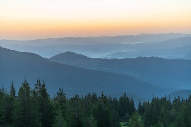 Green fir trees against the background of the Carpathian mountains before dawn in the summer. Ukraine, Europe. Nature and environment concept