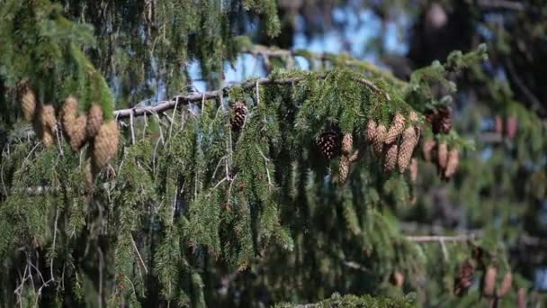Many Cones Hang Green Spruce Sway Wind Summer Carpathians Mountains — Video