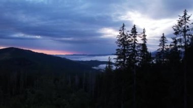 Silhouette of a Christmas tree and morning sky at sunrise against the background of the Carpathian mountains in the summer. Ukraine, Europe