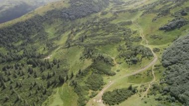 Green forest with firs and meadow in the mountains on a sunny day in summer. Beautiful nature of the Carpathian mountains, Western Ukraine, Europe. Aerial drone shot landscape in beautiful mountains