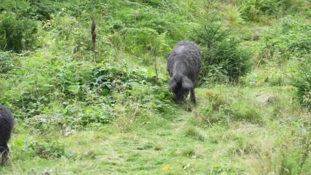 Group Wild Black Boars Children Mountain Forest Carpathians Summer Ukraine — Video Stock