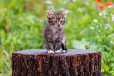 Küçük gri kedi yavrusu kediyi bekliyor. Şirin, komik ev hayvanları. Evcil hayvanı kapatın. Yavru kedi iki aylık doğada, açık havada.
