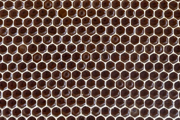 Closeup of a honeycomb with honey. Background texture and pattern of a section of wax honeycomb from a bee hive filled with honey