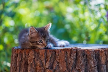 Küçük gri kedi yavrusu kediyi bekliyor. Şirin, komik ev hayvanları. Evcil hayvanı kapatın. Yavru kedi iki aylık doğada, açık havada.