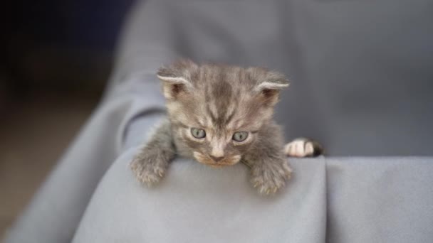 Portrait Gray Kitten Close Domestic Animal Kitten One Month Old — Wideo stockowe