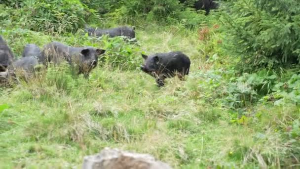 Group Wild Black Boars Children Mountain Forest Carpathians Summer Ukraine — Vídeo de Stock