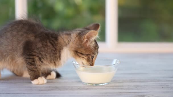 Gray Little Kitten Eats Milk Food Glass Bowl Windowsill Window — Vídeo de stock