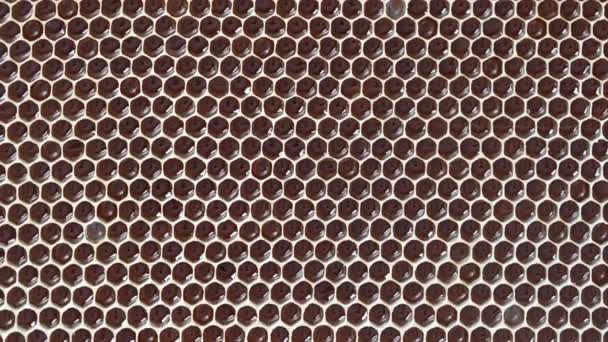 Closeup Honeycomb Honey Rotates Background Texture Pattern Section Wax Honeycomb — Stock Video