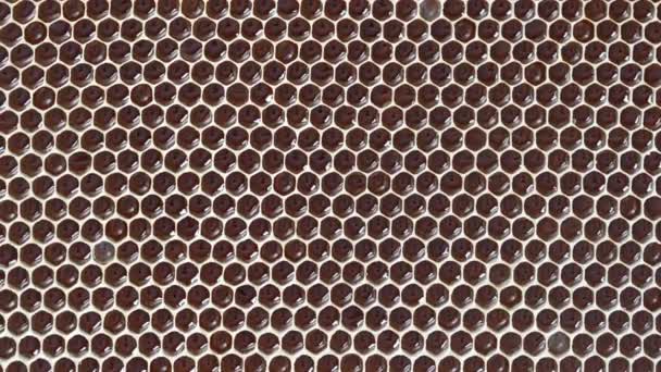 Closeup Honeycomb Honey Rotates Background Texture Pattern Section Wax Honeycomb — Stockvideo