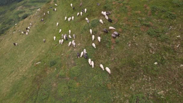 Large Herd Wild Sheep Rams Walking High Carpathians Mountain Slope — Vídeos de Stock