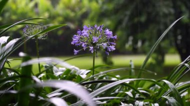 Agapanthus praecox, tropikal yağmur sırasında mavi zambak çiçeği, yakın çekim. Afrika zambağı ya da Nil zambağı, Amarillidaceae familyasının popüler bahçe bitkisidir. Tanzanya, Doğu Afrika