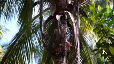 A trained monkey for breaking coconuts on the palm tree. Island Koh Phangan, Thailand