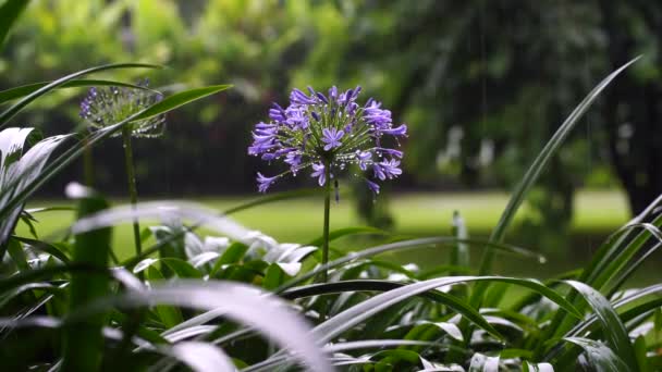 Agapanthus Praecox Niebieski Kwiat Lilii Podczas Tropikalnego Deszczu Zbliżenie Afrykańska — Wideo stockowe