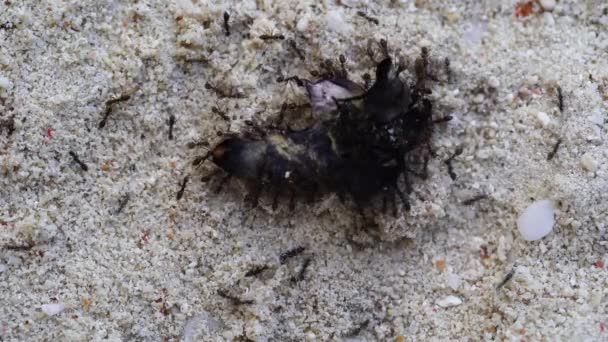 在坦桑尼亚的桑给巴尔岛上 一只黑色的小蚂蚁在沙滩上拖着一只死亡的蝴蝶 — 图库视频影像