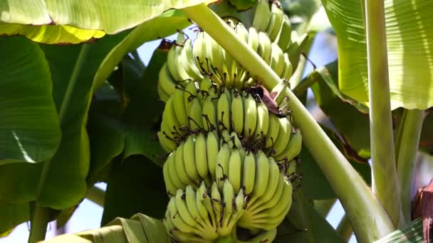 Банановая Пальма Кучей Зеленых Бананов Растущих Территории Острова Занзибар Танзания — стоковое видео